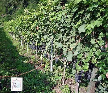 Mas Dei Chini Farm stay Trento
